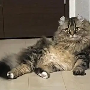 ゆあな