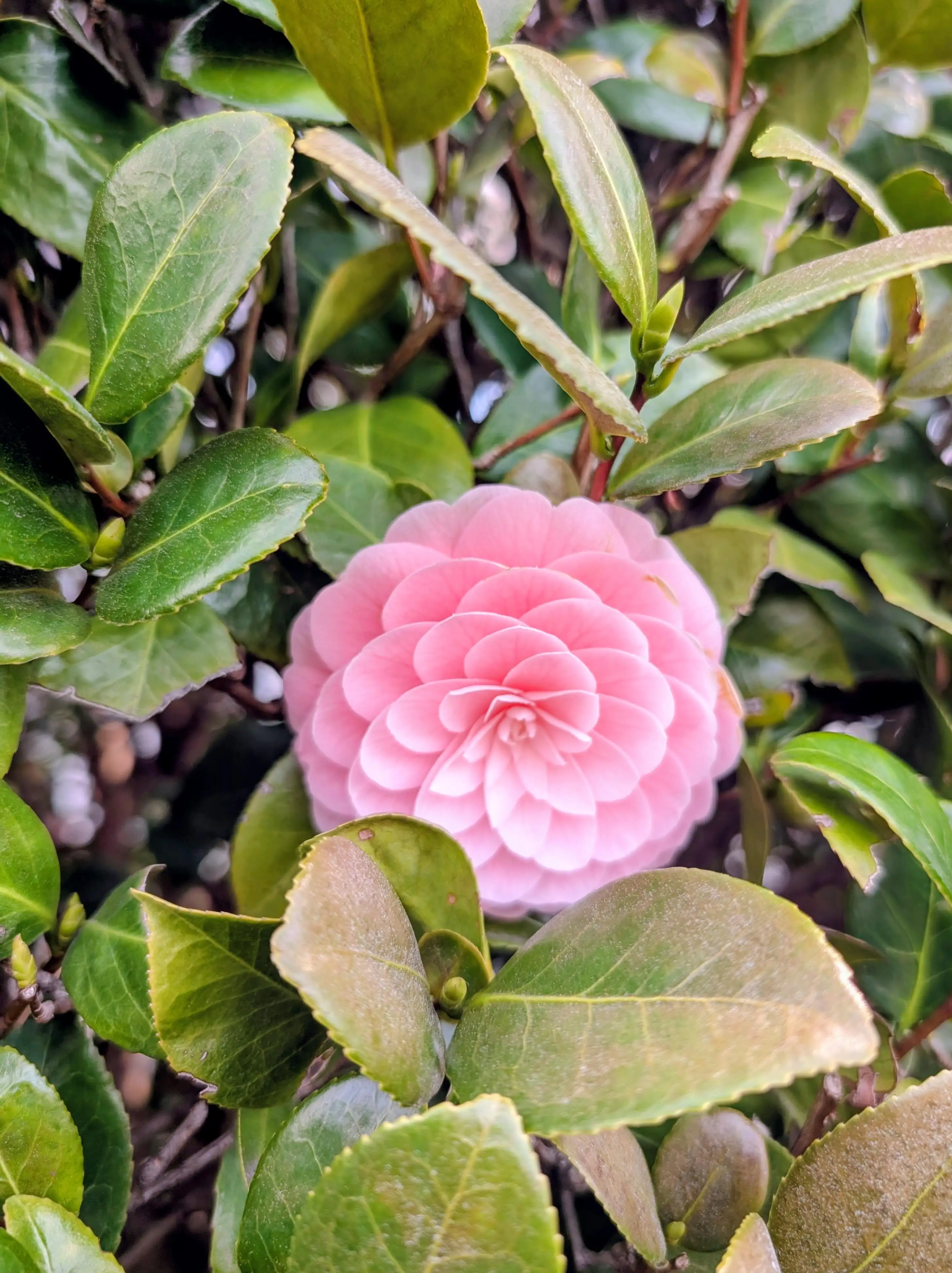 虹ノ そら